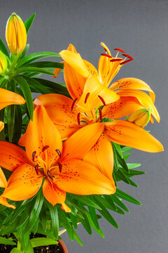 Orange Lilium flower blossom bouquet close up vertical