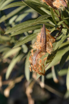 Common oleander open seed pod with hairy seeds - Latin name - Nerium oleander