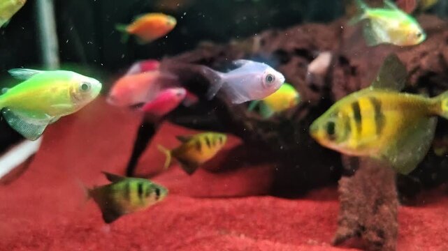 A group of vibrant glofish or Gymnocorymbus ternetzi fish swim leisurely in the aquarium water. Aquatic life footages
