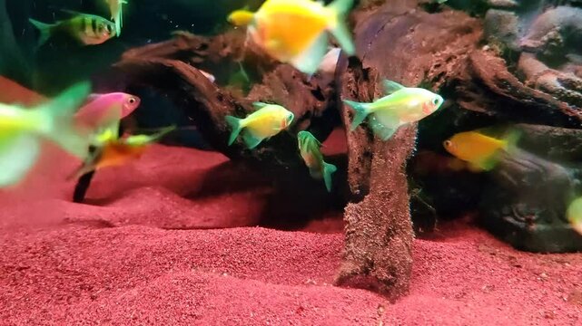 Footage selective focus of yellow glofish swimming elegantly in clear aquarium water.