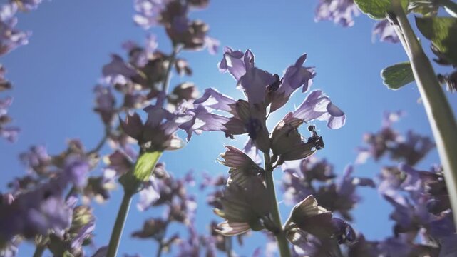 Bottom-up view of blue common sage flowers (Salvia officinalis) sway in the wind in blue sky background, backlit by sun