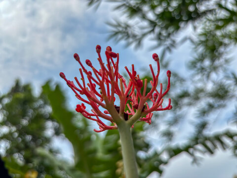 Bottom view the red blooming jatropha multifida flowers