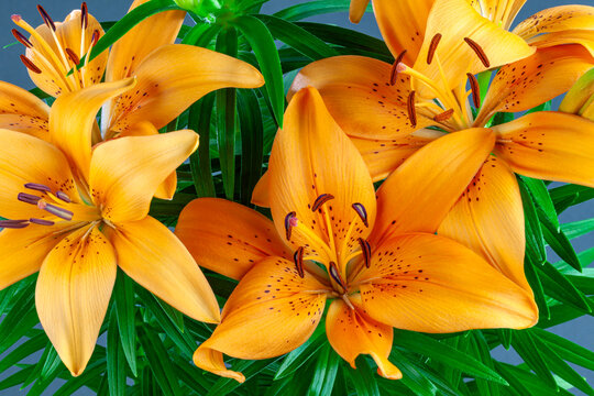 Orange Lilium flower blossom bouquet close up horizontal
