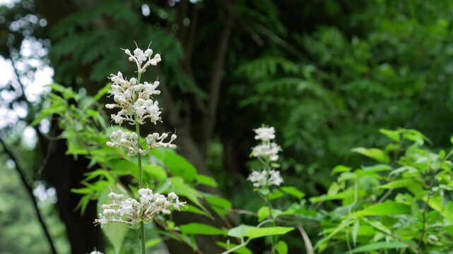 森の中でひっそりと咲く野の花ヤブミョウガ藪茗荷たち