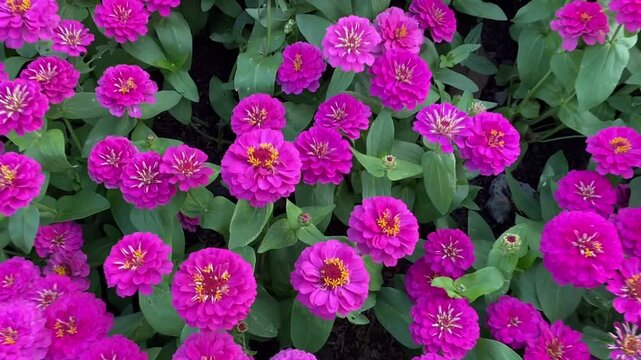 Video of pink zinnia flowers blooming densely in garden, vibrant floral background with layered petals and green leaves