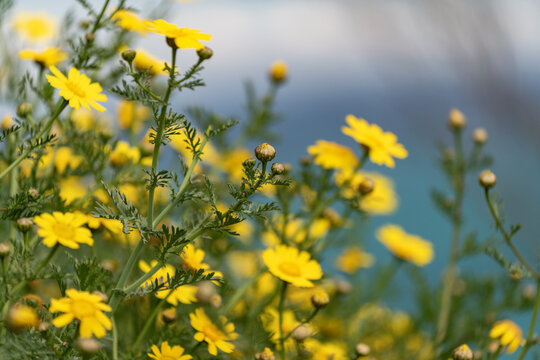 Chrysanth&egrave;mes couronn&eacute;s au printemps