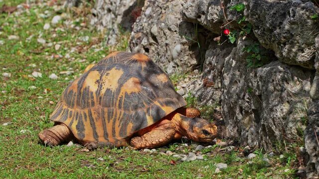 The radiated tortoise, Astrochelys radiata. This species is Critically Endangered and native to and most abundant in southern Madagascar.