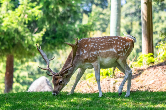 Daim de profil broutant &agrave; l'ombre dans la for&ecirc;t
