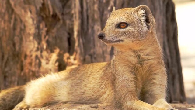 Mongooses relaxing in front of a tree trunk