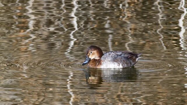 Wildlife, birds. Common pochard (Aythya ferina) is a diving duck species. They live in lakes and other closed waters, they are also seen in the seas. It feeds on leaves, stems and roots of aquatic pla