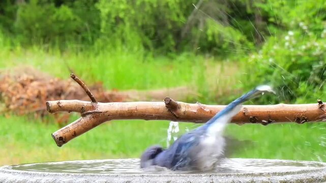 A blue jay perched on a wooden surface in a serene natural setting with lush greenery in the background, captured in a video.