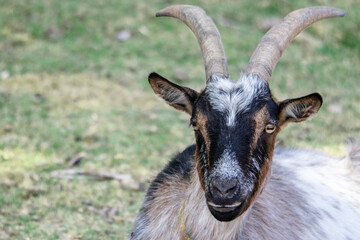 Portrait de chèvre 