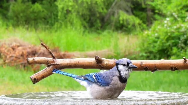A blue bird taking a refreshing bath in a serene outdoor setting in this video