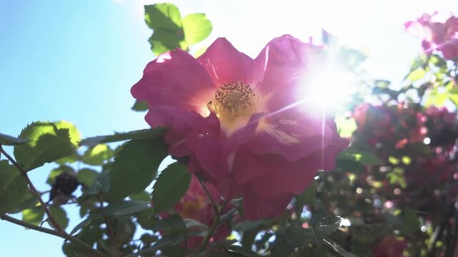 Close-up of deep-pink rose flowers, Rosa moyesii swaying in breeze against blue sky wit bright god rays, backlight by sun