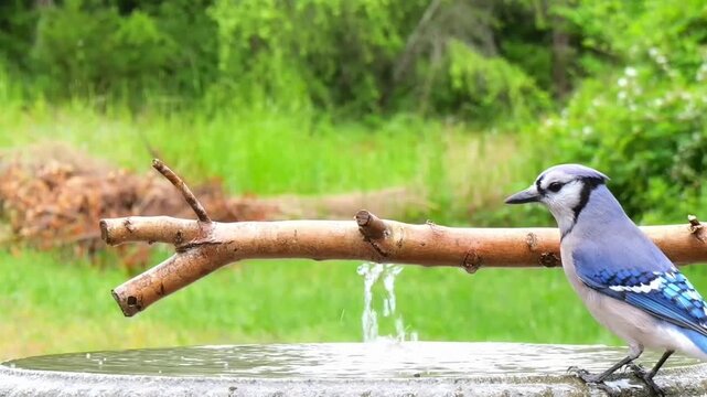 A blue jay perched on a branch over a serene pond in a lush green forest video