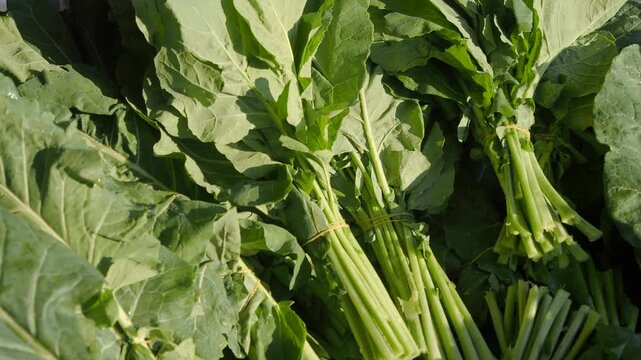 Fresh green leafy vegetables bundled at outdoor market stall close up shot.