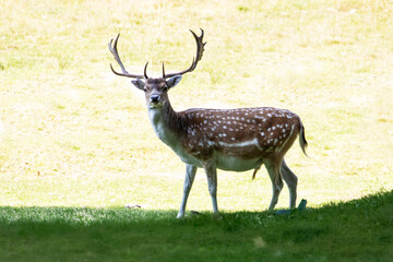 Daim à l'ombre en bordure de prairie 