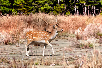 Daim de profil en lisière de grandes herbes sèches 