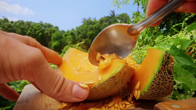 Dolly Slider Close Up Shot of Removing Seeds from Cantaloupe Melon with Spoon Showing Wet Texture and Falling Seeds on Wooden Surface in Tropical Environment, Fresh Preparation