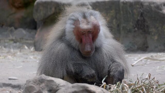 Baboon sits on rocky ground, eating grass. Its fur is gray and white, with a reddish face. It holds a stem in its hands, chewing thoughtfully. The background is blurred, with stone structures nearby