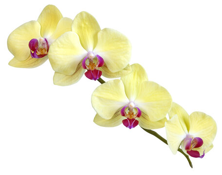 Fleurs d'orchid&eacute;e phalaenopsis jaunes