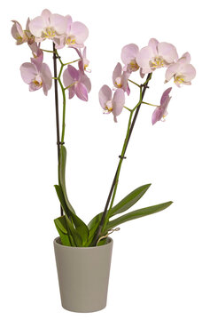 Orchid&eacute;e phalaenopsis rose en pot	