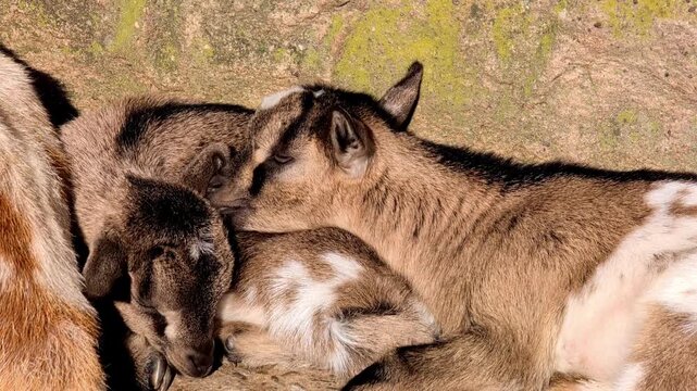 Two young goats nuzzle and cuddle closely together on a rocky surface, showcasing their playful interaction in a natural outdoor setting under soft sunlight. Slow animal farm life concept.