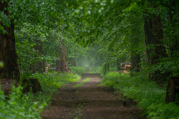 Rezerwat Modrzewina © Michal