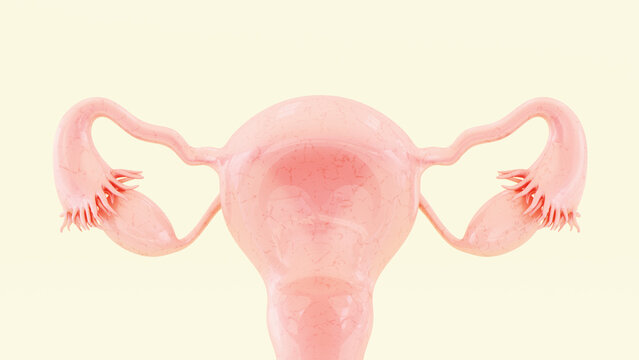 female reproductive system reproductive system uterus fallopian tube ovary fimbriae anatomy organ biology background white beige 3d illustration