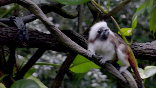 White-furred monkey perches on a gnarled tree branch. Furry primate sits still, head tilted, observing surroundings. Dense green foliage sways gently behind the monkey