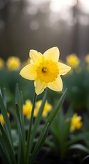 Obraz premium Vibrant Yellow Daffodil in Blooming Field.