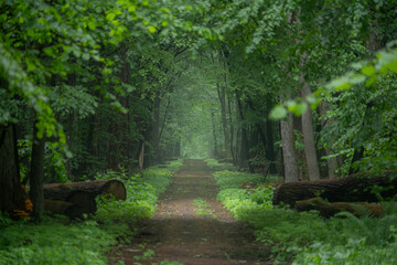 Rezerwat Modrzewina © Michal