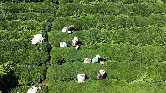 Footage of tea fields and people harvesting tea on steep, sloping slopes.
