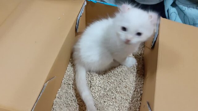 A fluffy newborn white American Curl kitten learning to use a portable cardboard litter box with eco-friendly wood pellets for the first time at home.