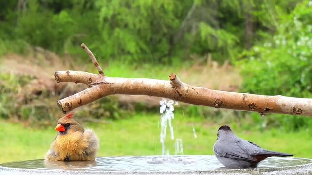 A serene video of a cardinal and a sparrow enjoying a peaceful bath in a natural setting