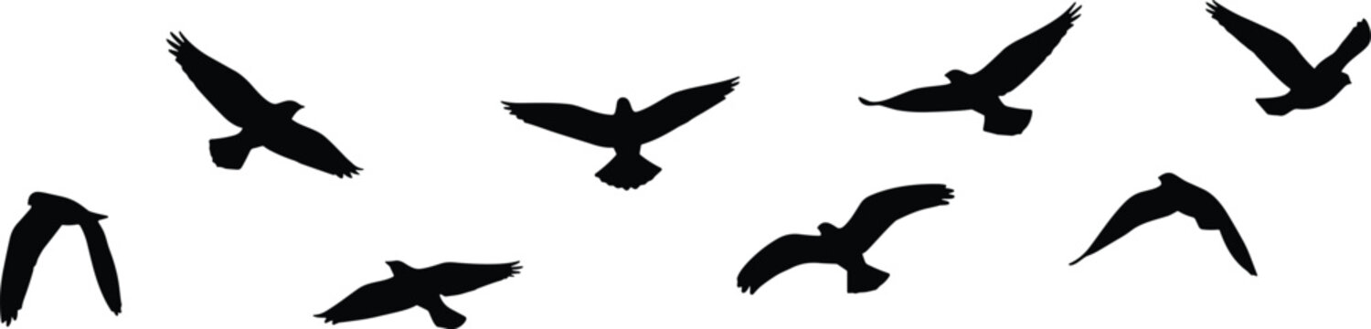 Flock of black bird silhouettes flying in the sky isolated on white background migratory birds group soaring together for nature and wildlife design projects.