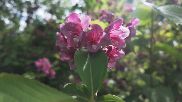 Close-up of deep pink flowers of Old-fashioned weigela (Weigela florida) swaying in the wind