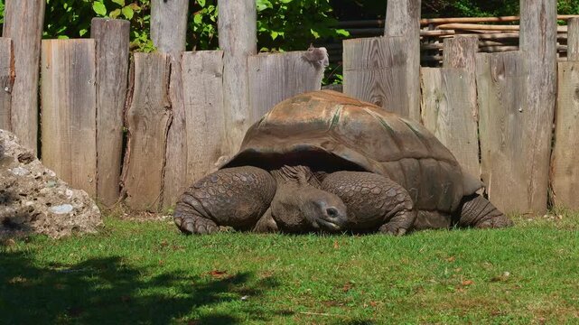 The Aldabra giant tortoise (Aldabrachelys gigantea) on Curieuse island (the site of a successful wild tortoise conservation program) of Praslin island in the Seychelles