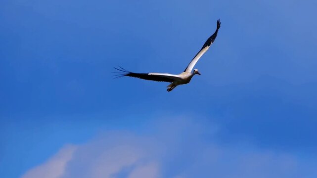 White bird flying through blue sky with clouds