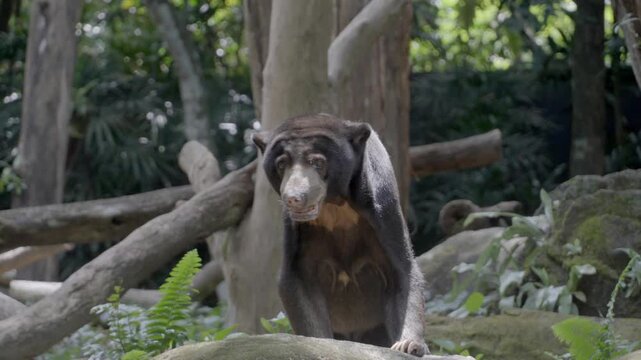 Sun bear sits on a rock in a forest. It looks toward the camera with an open mouth. The bear's fur is dark with a lighter patch. Trees and green ferns surround the scene