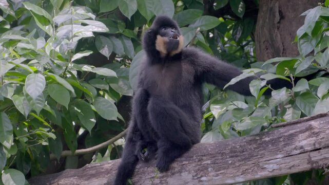 Black monkey with distinctive facial patch sits on log. It holds food and rests among dense green leaves. Natural forest setting captures quiet, observant moment