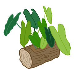 Green philodendron plant © chilhin