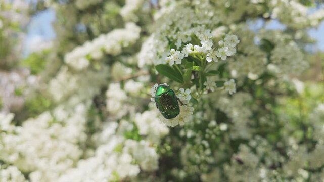 Close-up of Copper Chafer (Protaetia cuprea) feed on the small white flowers of the blooming Scarlet Firethorn (Pyracantha coccinea) 