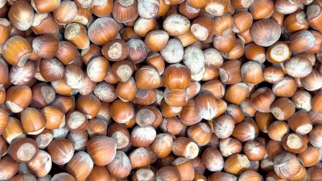 Pile of whole hazelnuts in shells