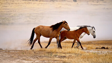 Obraz premium Wild horses running through dusty dry grassland, bay mare, foal, and white stallion galloping in desert landscape