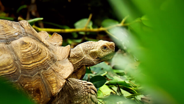African spurred tortoise (Sulcata tortoise) with textured shell peeking through vibrant green foliage, close-up, wildlife