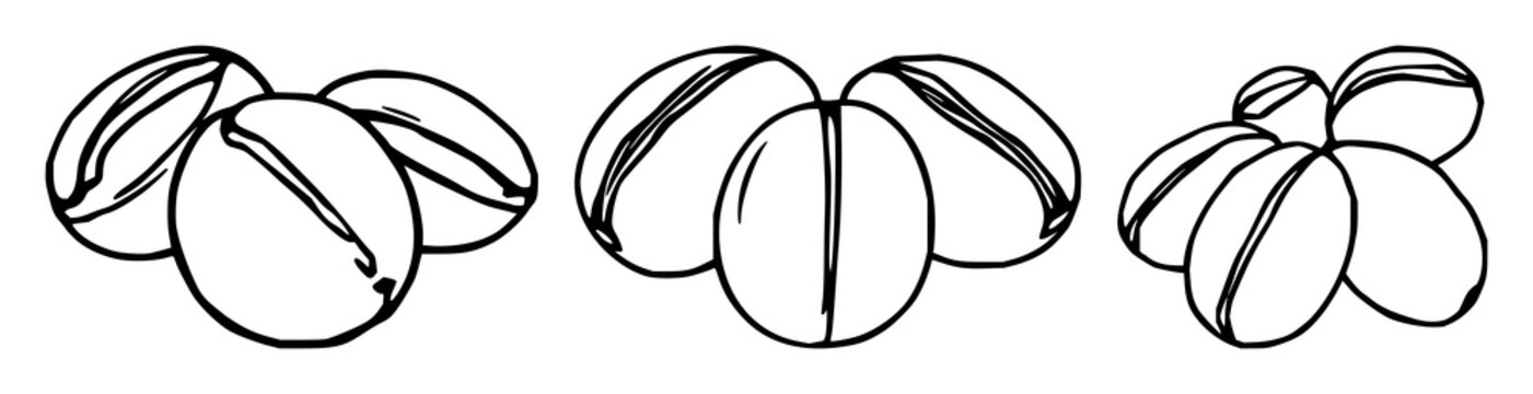 Coffee beans set with three individual beans and simple line art design featuring caffeine, espresso, cappuccino with java and mocha