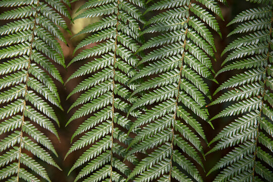 Detailed texture and pattern of vibrant green fern leaves creating a natural, organic background