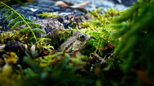 Small brown frog camouflaged in vibrant green moss and fern leaves on a forest floor, natural wildlife habitat