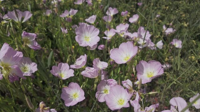 light pink evening primrose flowers swaying in the breeze at springtime